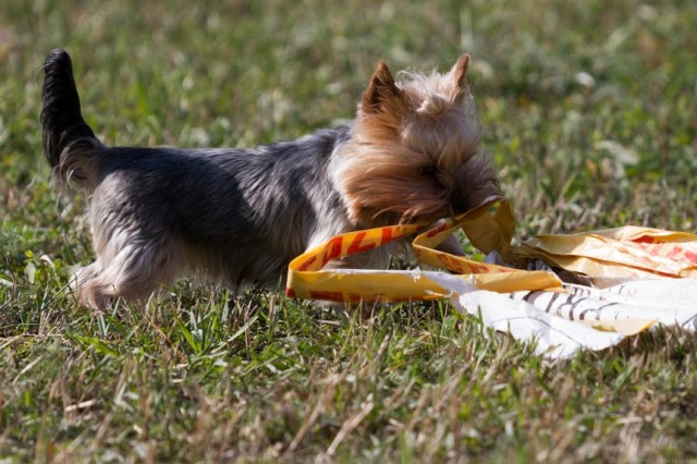 Elli from The Golden Morning - yorkshire terrier | It's my favorite hobby.