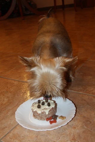 Bright Eyed Hiro Fred - yorkshire terrier |  My fifth birthday cake.