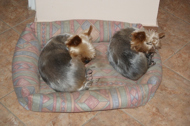 Elli from The Golden Morning - yorkshire terrier | We are symmetry.