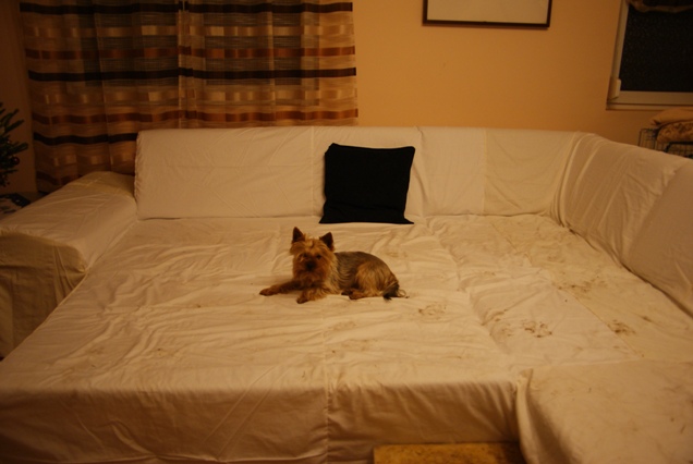 Bright Eyed Hiro Fred - yorkshire terrier |  Just mine the sofa...