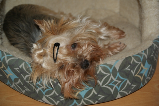 Elli from The Golden Morning - yorkshire terrier | Just rest...
