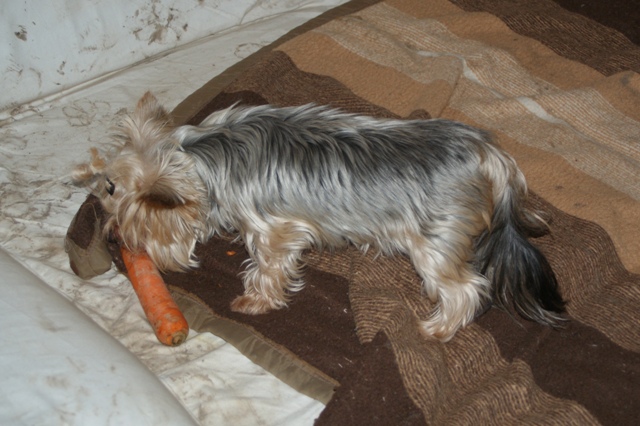 Elli from The Golden Morning - yorkshire terrier | Just rest ...