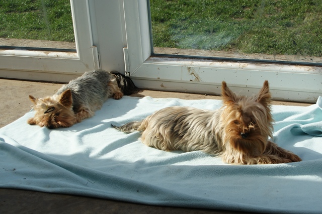 Elli from The Golden Morning - yorkshire terrier | Sun-bathing...