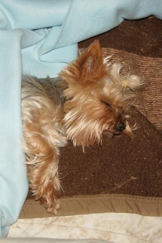 Elli from The Golden Morning - yorkshire terrier | Paparazzi picture...