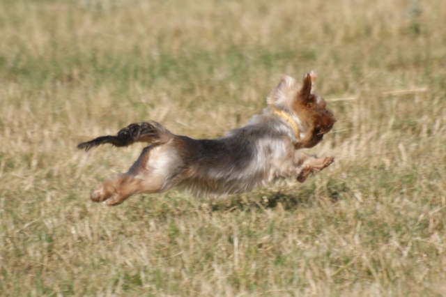 Elli from The Golden Morning - yorkshire terrier | Coursing...