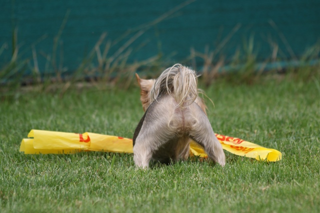 Bright Eyed Hiro Fred - yorkshire terrier |  Homemade coursing... Rabbit catch. Mami loves this photo.