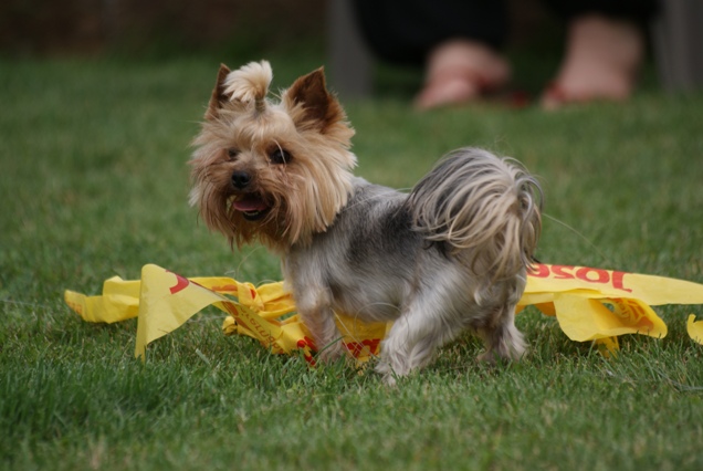 Elli from The Golden Morning - yorkshire terrier | I'm pleased.