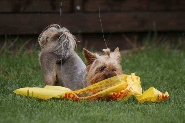 Bright Eyed Hiro Fred - yorkshire terrier |  Homemade coursing... Rabbit catch. I focus...