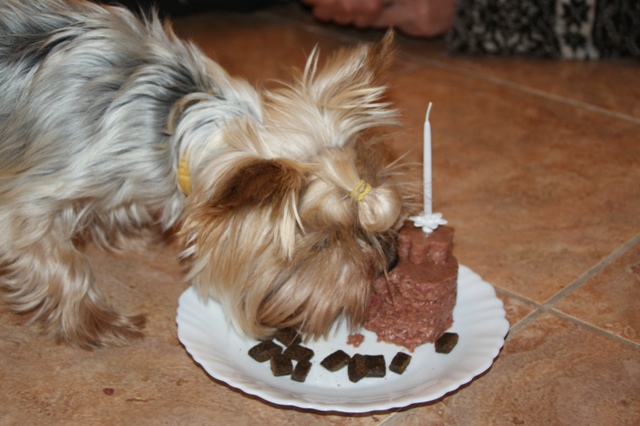 Elli from The Golden Morning - yorkshire terrier | My fifth birthday cake.
