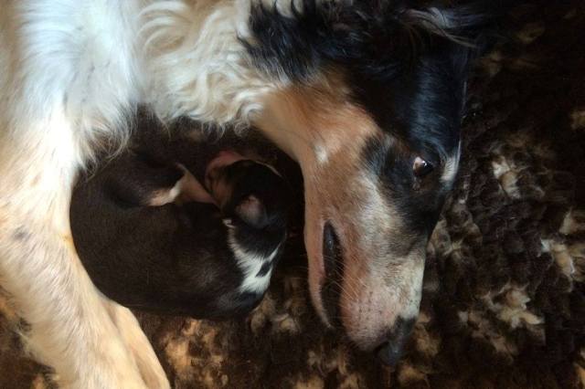 Ninochka's Bellet Blestka - borzoi | With my Mom.