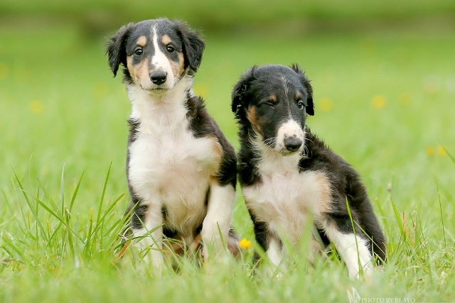 Ninochka's Bellet Blestka - borzoi | With Bojar.