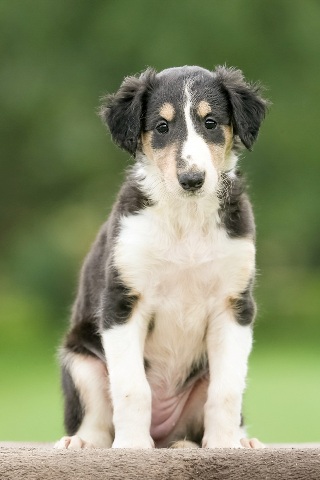 Ninochka's Bellet Blestka - borzoi | I'm listening.