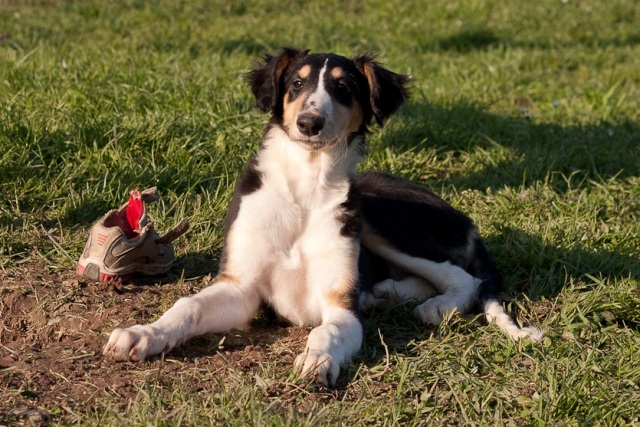 Ninochka's Bellet Blestka - borzoi | I prepared this shoe...
