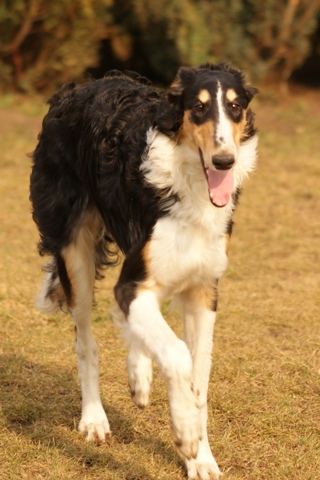 Ninochka's Bellet Blestka - borzoi | I feel good.