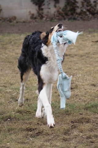 Ninochka's Bellet Blestka - borzoi | Simper.