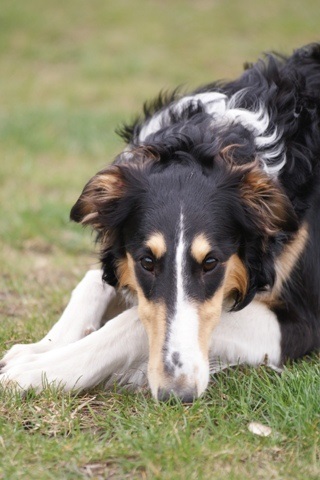 Ninochka's Bellet Blestka - borzoi | I mused.