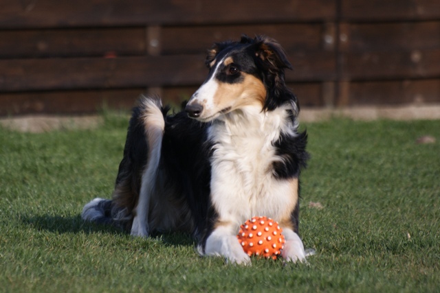 Ninochka's Bellet Blestka - borzoi | 2 in 1. I'm listening and preserves.