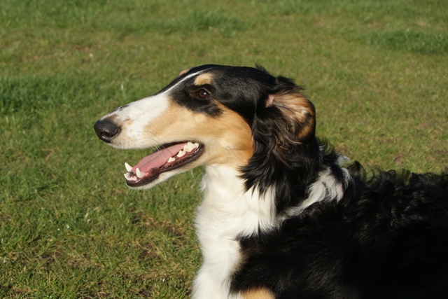 Ninochka's Bellet Blestka - borzoi | There is exhilaration!