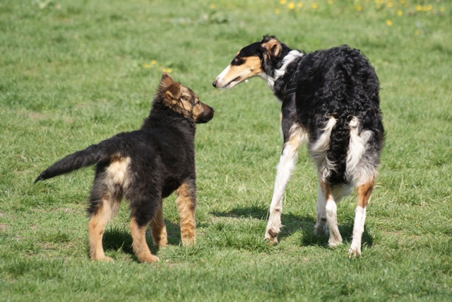 Ninochka's Bellet Blestka - borzoi | In the kindergarten.