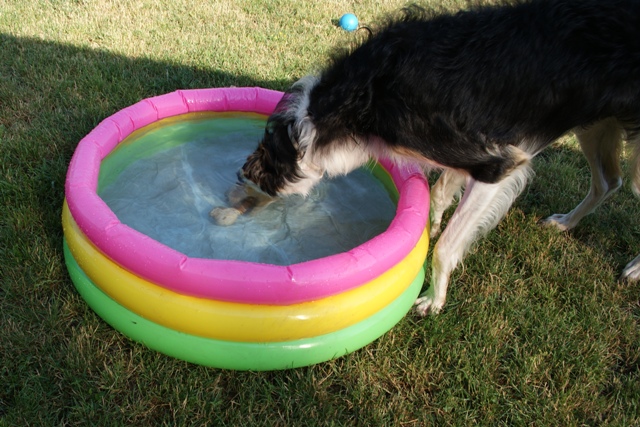 Ninochka's Bellet Blestka - borzoi | Diving-dog.
