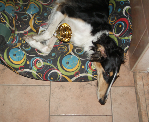 Ninochka's Bellet Blestka - borzoi | I was today on her first coursing competition and I was third. Altogether 7 borzoi were present (4 male and 3 female ). Mami and Papi are very proud of me. I'm now happily tired.