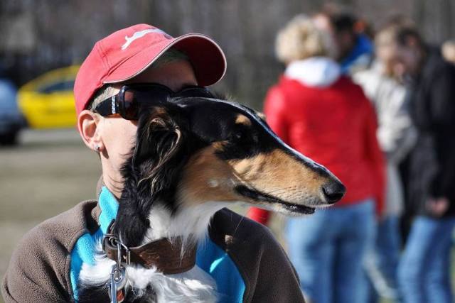 Ninochka's Bellet Blestka - borzoi | Our first race training, we looked around how this is going.