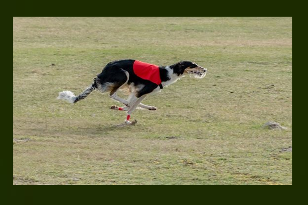Ninochka's Bellet Blestka - borzoi | Bunny chase.
