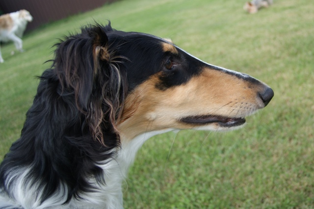 Ninochka's Bellet Blestka - borzoi | Portrait.