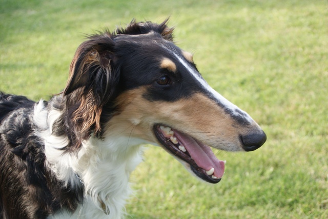 Ninochka's Bellet Blestka - borzoi | What is there?