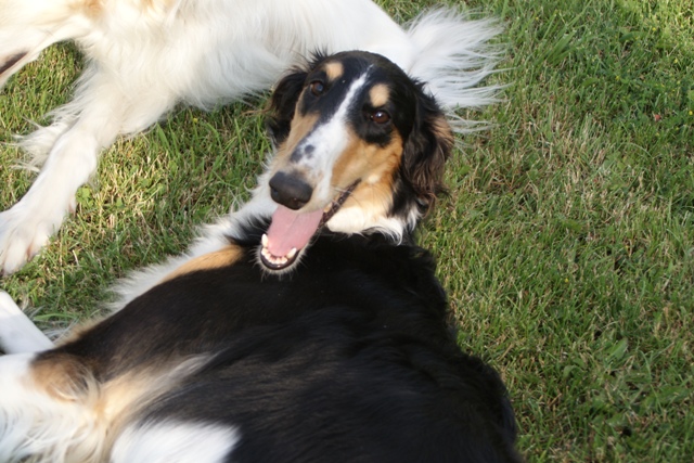 Ninochka's Bellet Blestka - borzoi | Hello.