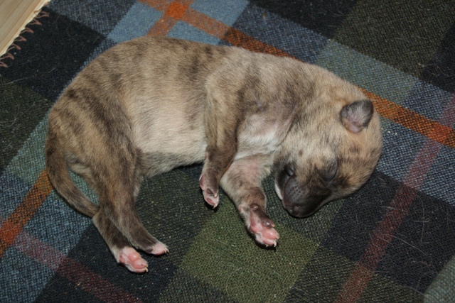 Lucky Penny Ámokfutó - magyar agár | I'm a little dumpling.