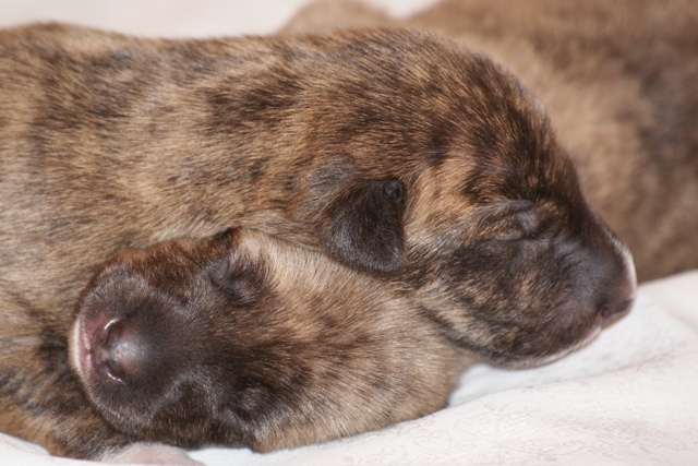Lucky Penny Ámokfutó - magyar agár | We are seven days old with Aranyálom.
