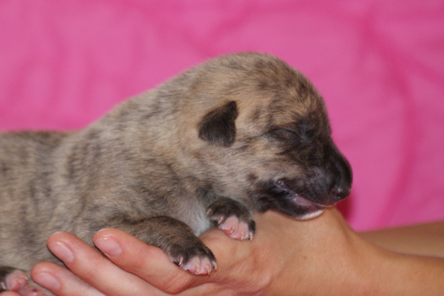 Lucky Penny Ámokfutó - magyar agár | Studio photo.