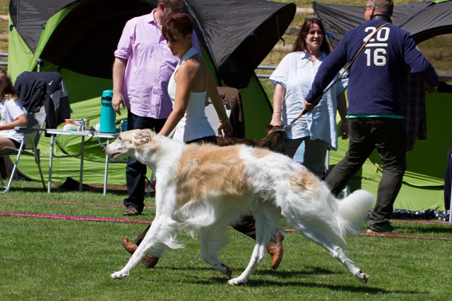 Go Go Bolshoi Jesse James - borzoi, magyar agár | We soar.