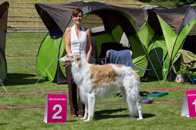 Go Go Bolshoi Jesse James - borzoi, magyar agár | Donaueschingen - Sighthound Festival, 2016. Open Class Both days the second prize in open class.
