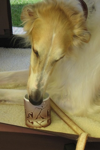 Go Go Bolshoi Jesse James - borzoi, magyar agár | My mother bought it as a souvenir. I had to try it immediately.