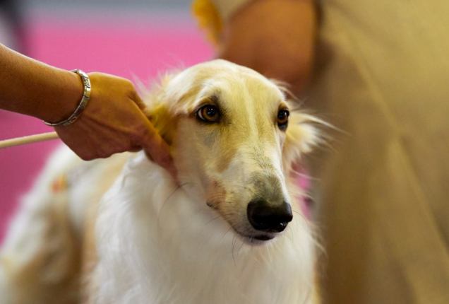 Go Go Bolshoi Jesse James - borzoi, magyar agár | Go Go Bolshoi Jesse James