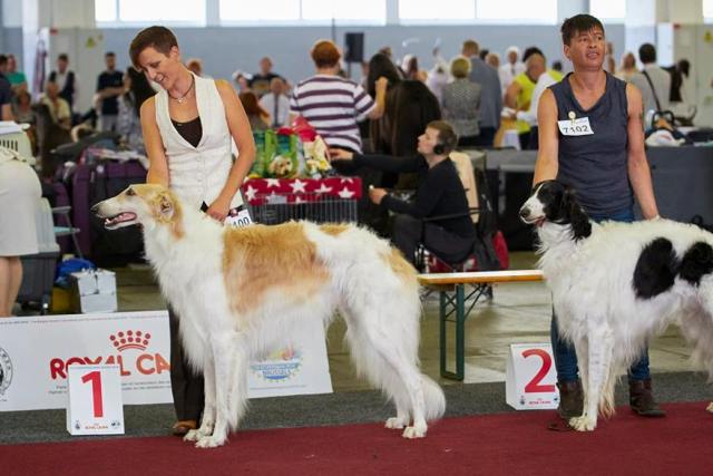 Go Go Bolshoi Jesse James - borzoi, magyar agár | European Dog Show - 2016, Open class - 1st place, R.CAC, R.CACIB I'm very, very proud of you, Jesse!