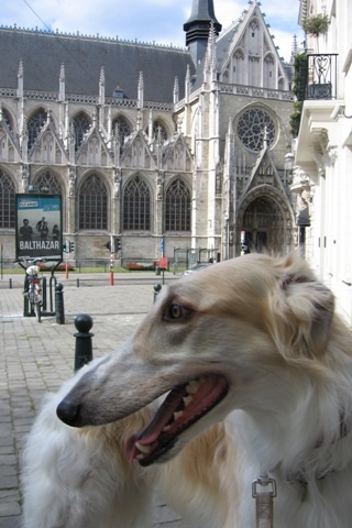Go Go Bolshoi Jesse James - borzoi, magyar agár | Sightseeing in Brussels...