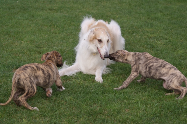 Go Go Bolshoi Jesse James - borzoi, magyar agár | Me and and brindle siblings.