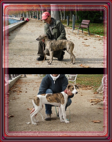 Lucky Penny Aranyifjú - magyar agár |On the picture above: Ámokfutó 'daughter' - 2016, Balatonfüred, Hungary<br>On the lower picture: Álmom 'mother' - 2010, Balatonfüred, Hungary.