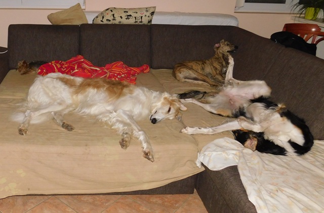 Go Go Bolshoi Jesse James - borzoi, magyar agár | With the girls. (Elli, Sára, Shiny)