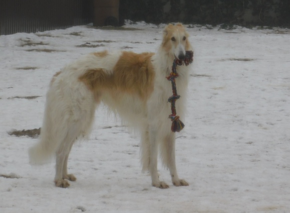 Go Go Bolshoi Jesse James - borzoi, magyar agár | Mine. Take it from me if you know.