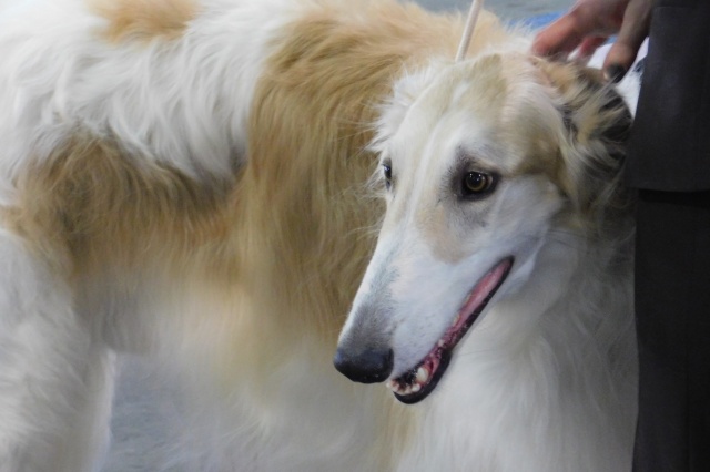 Go Go Bolshoi Jesse James - borzoi, magyar agár | We are waiting. A stolen moment at a dog show.