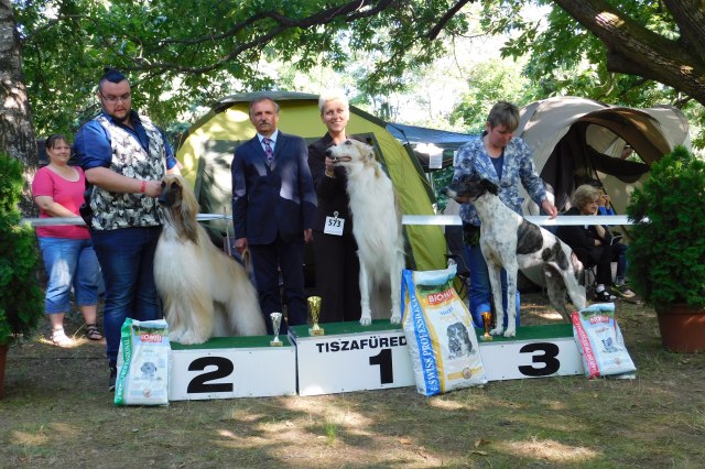 Go Go Bolshoi Jesse James - borzoi, magyar agár | The result of the work.