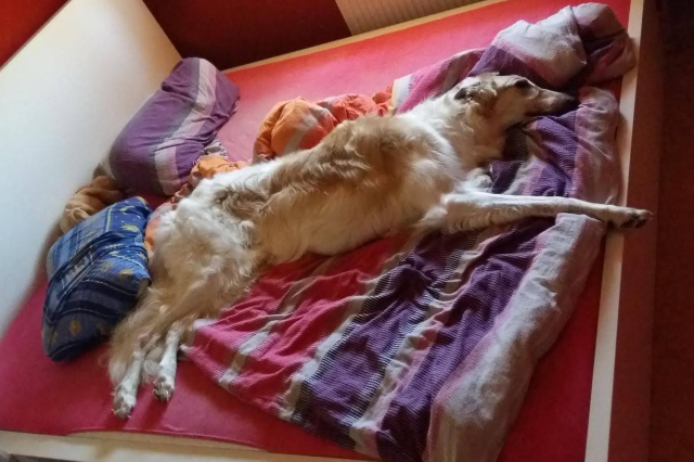 Go Go Bolshoi Jesse James - borzoi, magyar agár | As rare as hen's teeth. This happens for the second time in four years.