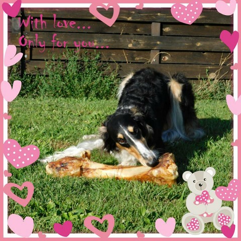 Ninochka's Bellet Blestka - borzoi, magyar agar | I got this beautiful bone for my 3rd birthday.