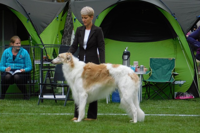 Go Go Bolshoi Jesse James - borzoi, magyar agár | We're working together again.