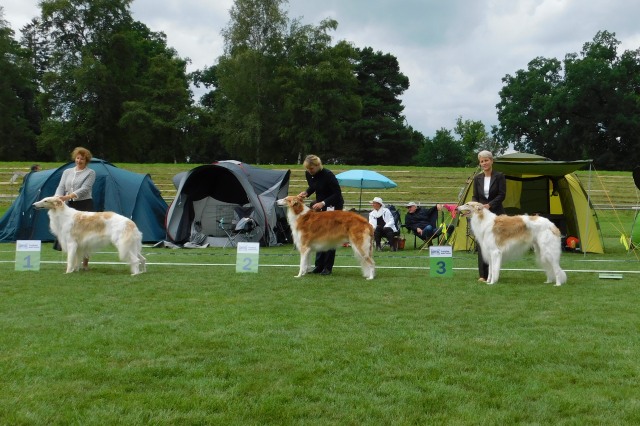 Go Go Bolshoi Jesse James - borzoi, magyar agár | We were many, we finished third.