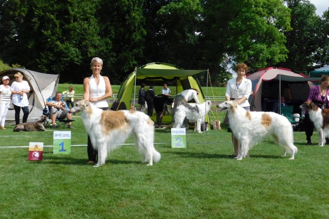 Go Go Bolshoi Jesse James - borzoi, magyar agár | We improved the result.